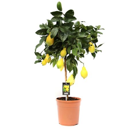 Citrus Lemon On Stem.