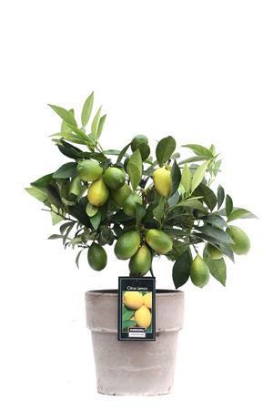 Citrus Lemon On Stem In Verona Pot