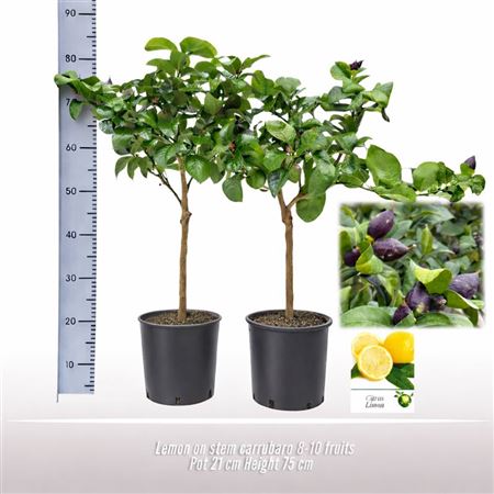 Citrus Carrubaro On Stem