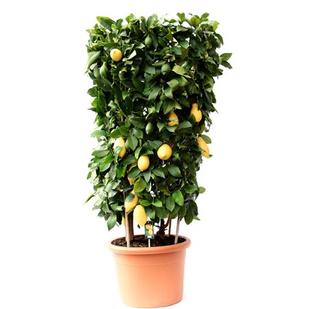 Citrus Lemon Cilinder
