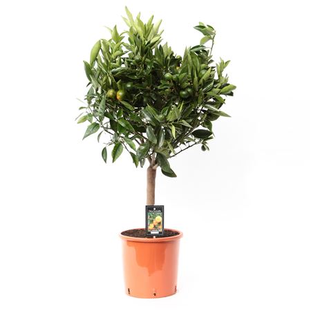 Citrus Tango Mandarin On Stem