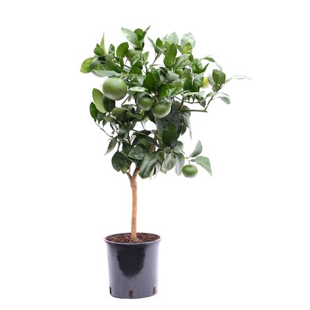 Citrus Grapefruit On Stem