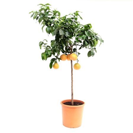 Citrus Grapefruit On Stem