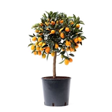 Citrus Kumquat On Stem