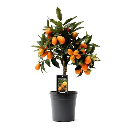 Citrus Kumquat On Stem