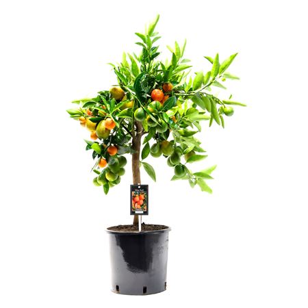 Citrus Kuclie On Stem