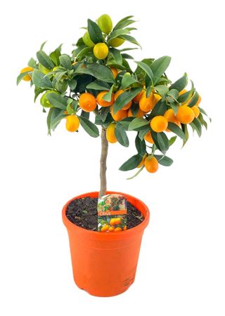 Citrus Kumquat On Stem