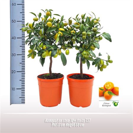 Citrus Kumquat On Stem