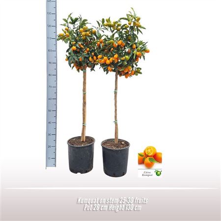 Citrus Kumquat On Stem