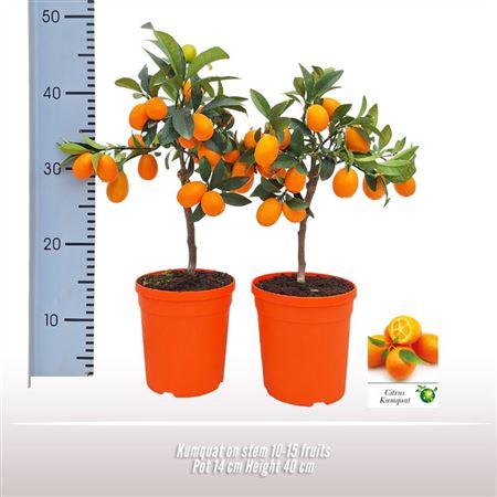 Citrus Kumquat On Stem