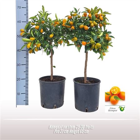 Citrus Kumquat On Stem