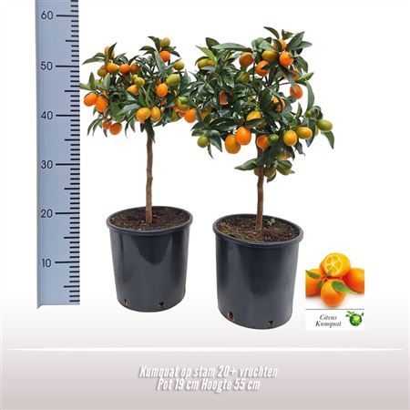 Citrus Kumquat On Stem