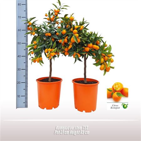 Citrus Kumquat On Stem