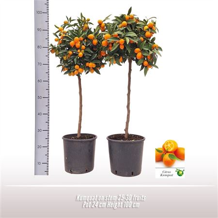 Citrus Kumquat On Stem