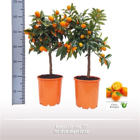 Citrus Kumquat On Stem