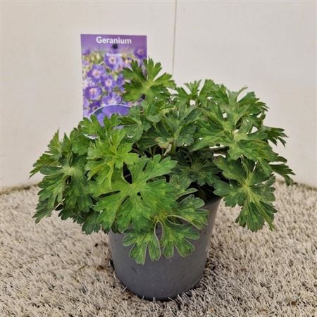 Geranium Rozanne