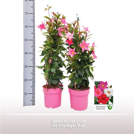 Mandevilla Pink Pyramid