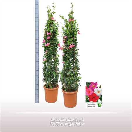Mandevilla Pink Pyramid