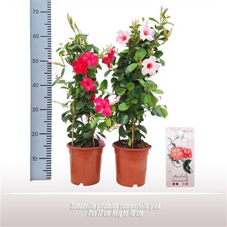 Mandevilla Pink Pyramid