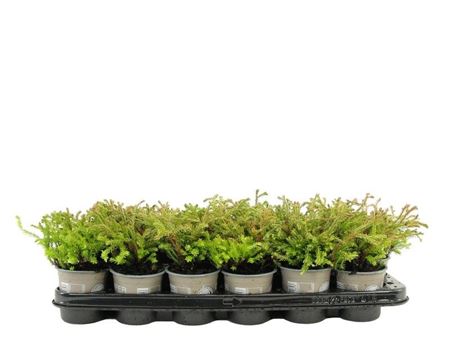 Thuja Occ Golden Tuffet