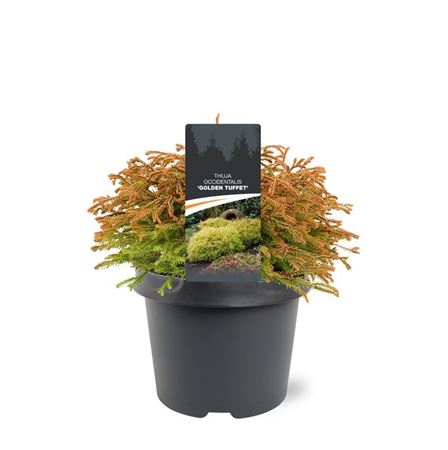 Thuja Occ Golden Tuffet