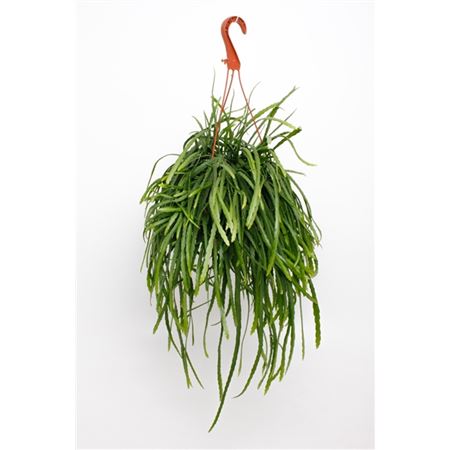 Lepismium Bolivianum Hangpot