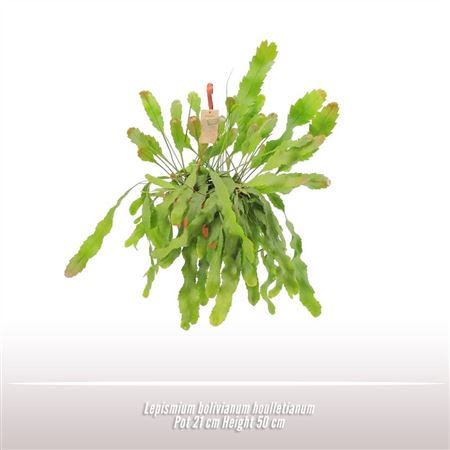 Lepismium Bolivianum Liana