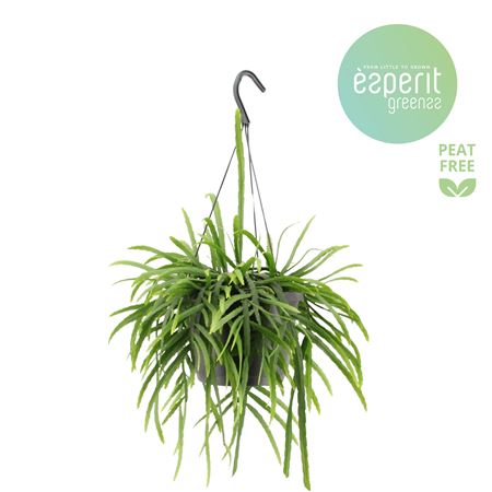 Lepismium Bolivianum Hangpot