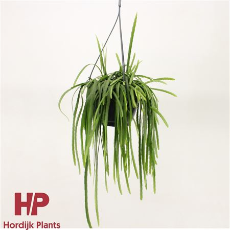 Lepismium Bolivianum Hanging Pot