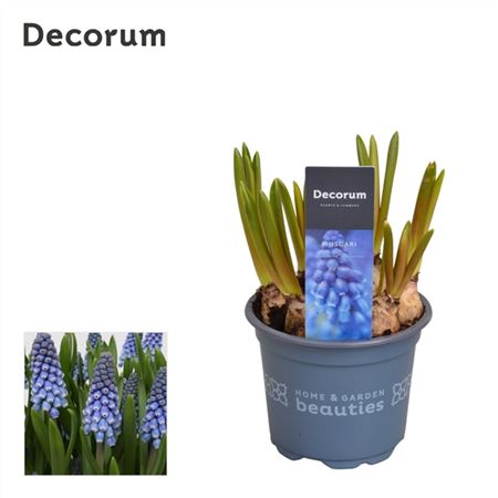 Muscari Big Smile (decorum)