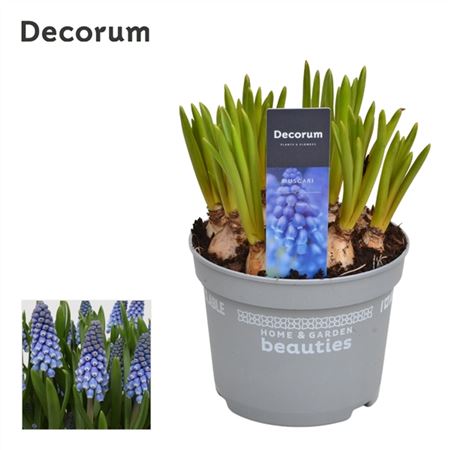 Muscari Big Smile (decorum)