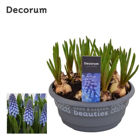 Muscari Big Smile (decorum)