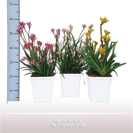 Anigozanthos Bush
