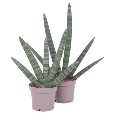 Sansevieria Cylindrica Handshake