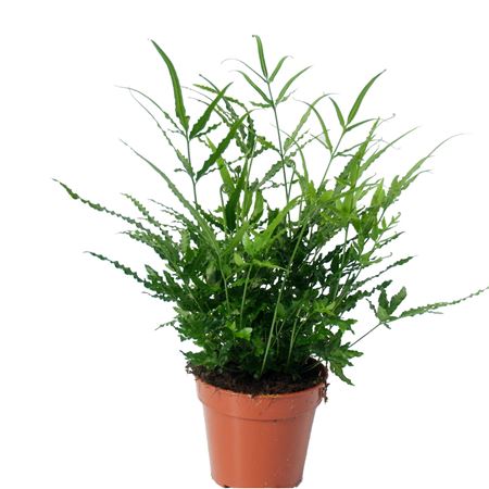 Pteris Ensiformis Evergreen