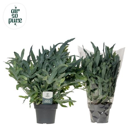 Phlebodium Blue Fern Air So Pure
