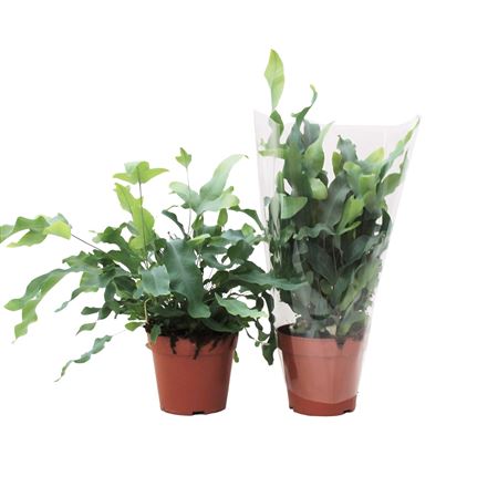 Phlebodium Aureum Blue Star Sleeve