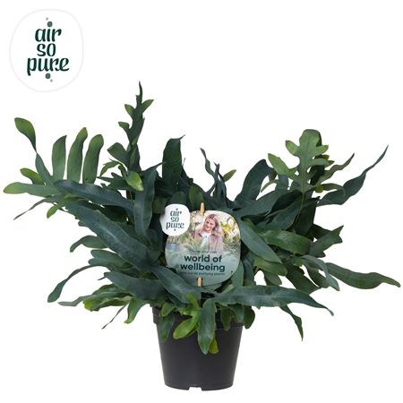 Phlebodium Blue Fern Air So Pure Disc