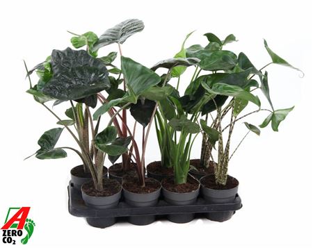 Alocasia Mix