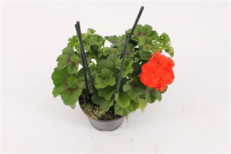 Pelargonium Pelt Royal Fire