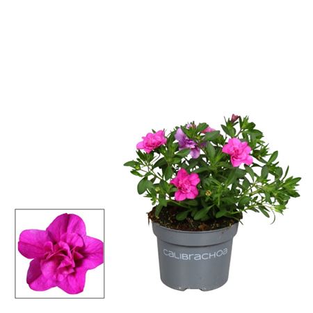 Calibrachoa Double Pink (decorum)