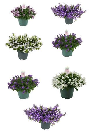 Campanula Addenda Mix