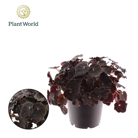 Begonia Rex Dark Mambo