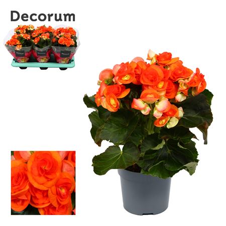 Begonia Reina Orange (decorum)