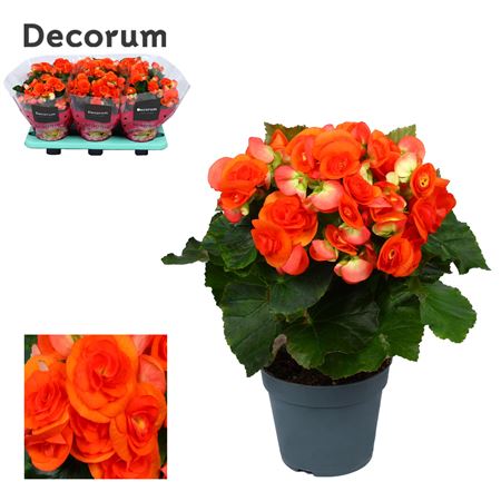 Begonia Reina Orange (decorum)