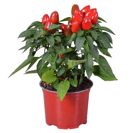Capsicum Samba Red