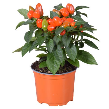 Capsicum An Samba Orange
