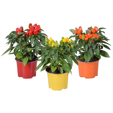 Capsicum Samba Mix