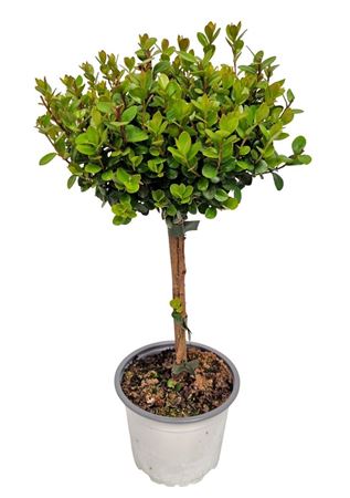 Myrsine Africana On Stem