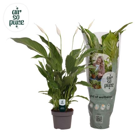 Спат Штраусс 3+ (чистый воздух)